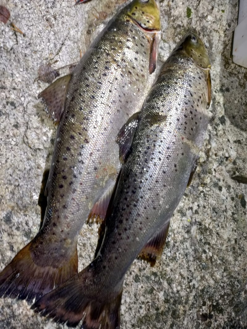Ice Fishing in Rovaniemi, photo 4