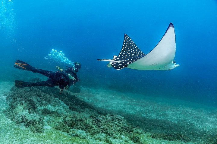 Scuba Diving at Los Arcos in Puerto Vallarta, photo 5