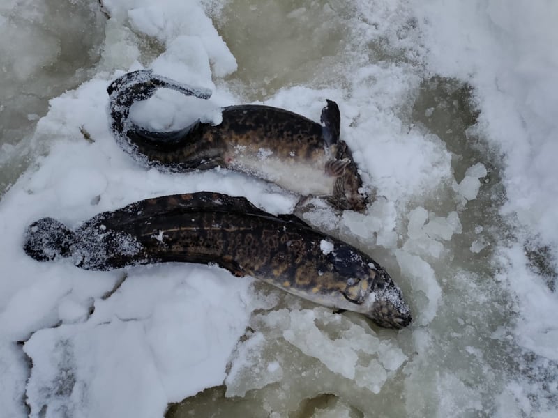 Pesca con le reti a Rovaniemi, foto 2