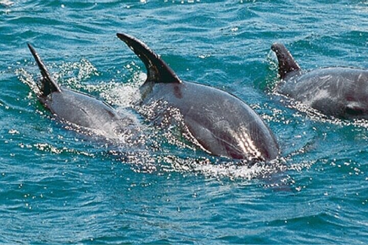 Dolphin and Snorkel Tour in Watamu, photo 2