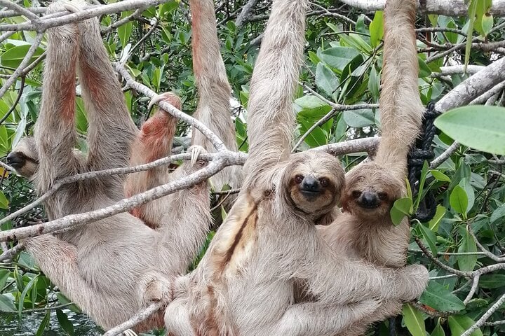 Shore Excursion Snorkelling with Sloths, Monkeys and Beach Break in Roatan, photo 2
