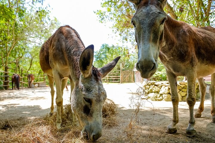 Family Adventure Day in Punta Cana, photo 4