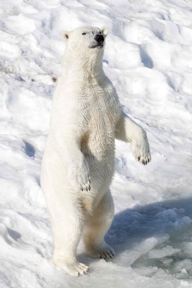 Arctic Wildlife Safari at Ranua Wildlife Park from Rovaniemi, photo 2