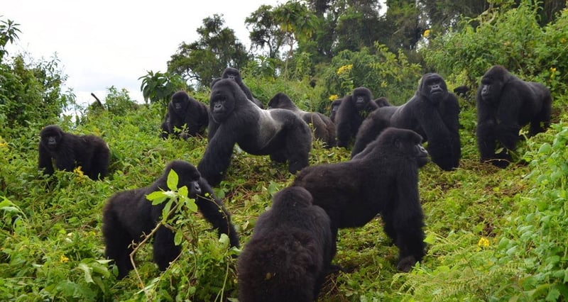 Gorilla Trekking in Volcanoes National Park, photo 2