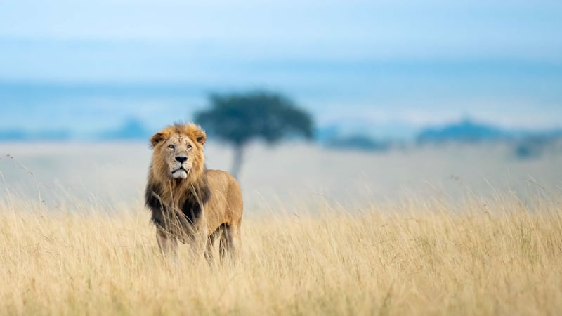 Flying Day Tour in Maasai Mara, photo 4
