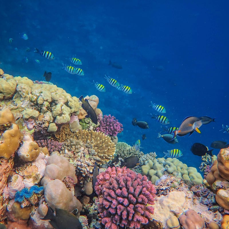 Snorkelling at Tumbatu Island from Nungwi, photo 4