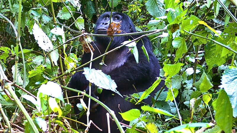 3-Day Gorilla Trek in Bwindi from Kigali, photo 2