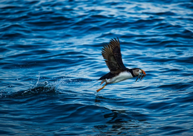 Skomer and Shearwater Boat Trip in Pembrokeshire, photo 3