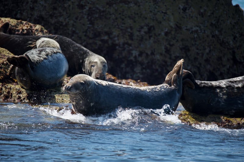 Skomer and Ramsey Islands Boat Trip in Pembrokeshire, photo 4