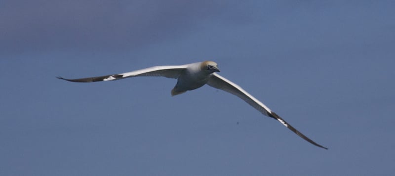 Grassholm and Celtic Deep Boat Trip in Pembrokeshire, photo 2