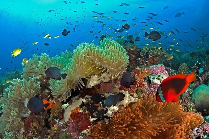 Private Dolphin Watching and Snorkelling in Panglao, photo 2