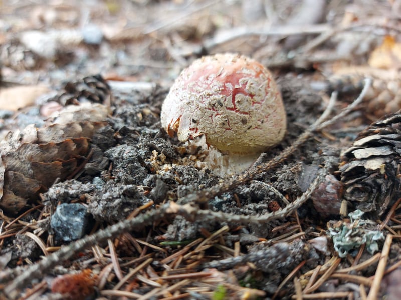 Randonnée en forêt dans la partie nord du parc national de Nuuksio, photo 2