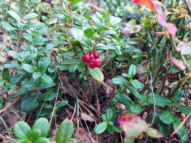 Randonnée en forêt dans la partie nord du parc national de Nuuksio, photo 3