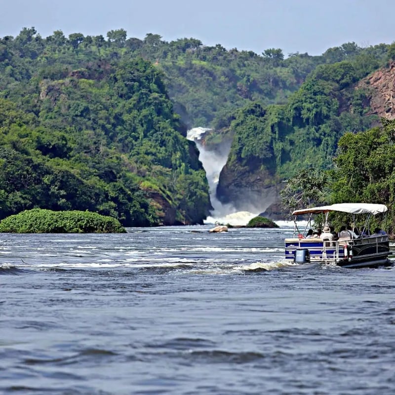 8 Day Birding Safari in Uganda, photo 5