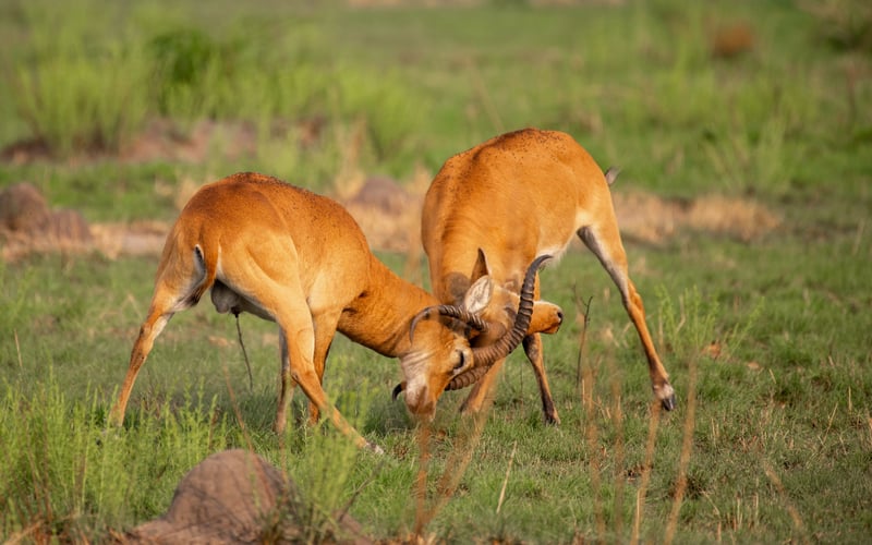 Hiking Safari in Murchison Falls National Park, photo 2
