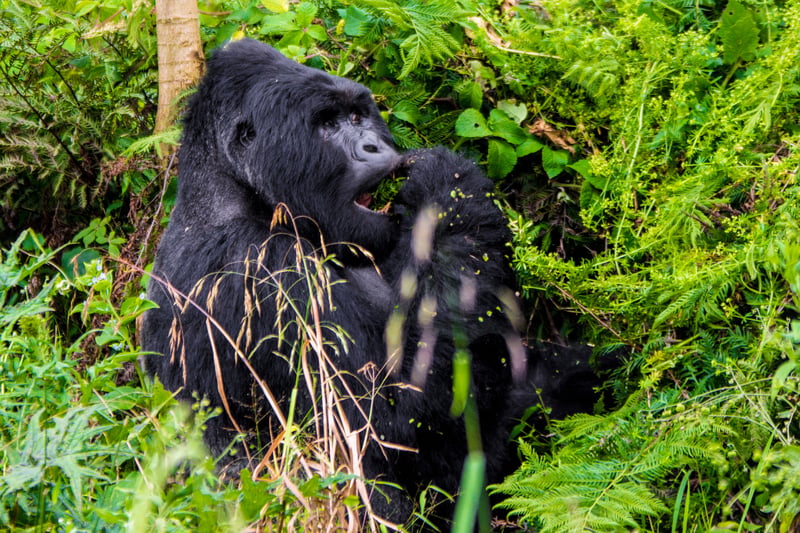 Hiking Gorilla Trek in Rwanda and Bwindi Uganda, photo 4