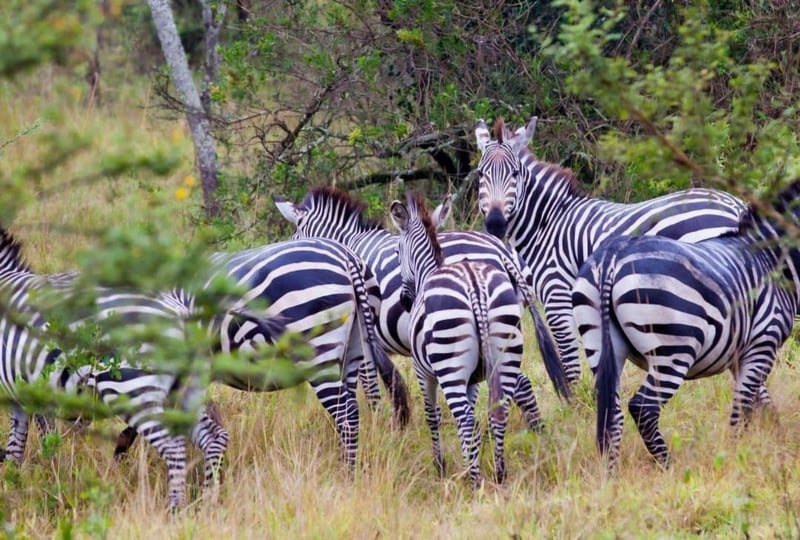 Hiking Safari in Queen Elizabeth National Park, photo 3