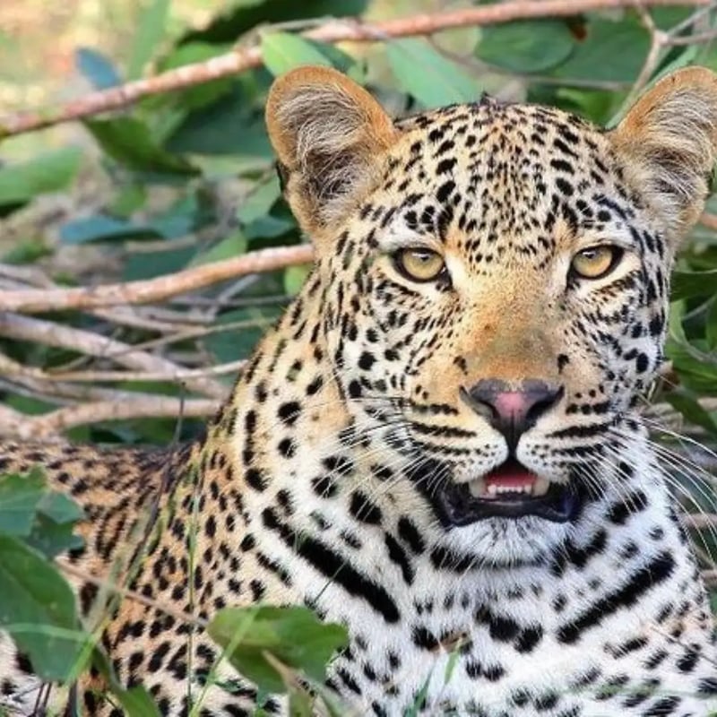 6 Day Great Zambezi Canoe Safari in Zambia, photo 3