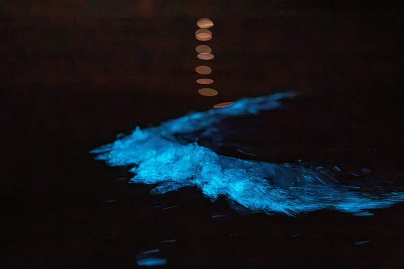 Waiake Bioluminescence Kayak Tour in Auckland, photo 4