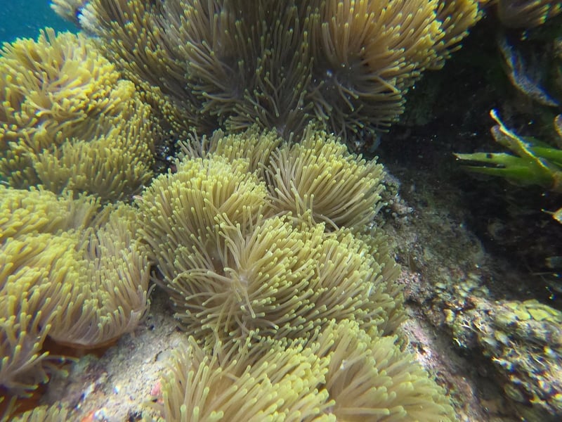 Sandbank Snorkelling in Mafia Island Marine Park, photo 3