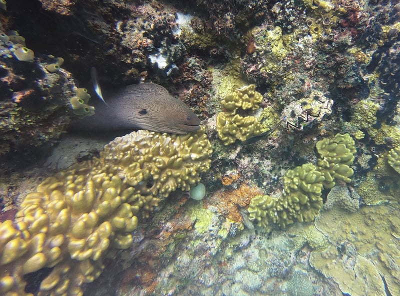 Sandbank Snorkelling in Mafia Island Marine Park, photo 2