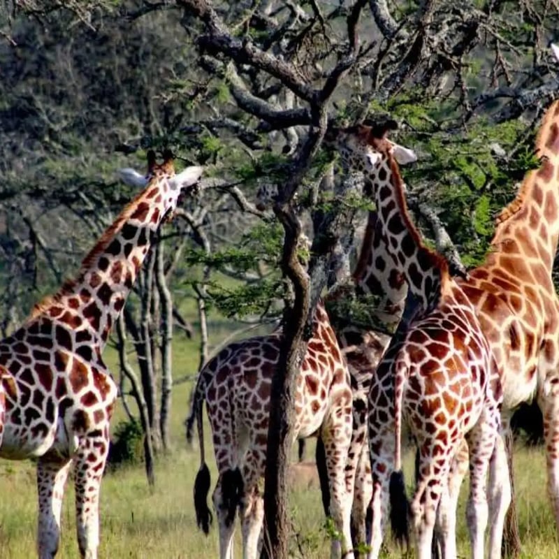 5 Day Kidepo Valley Safari in Uganda, photo 3