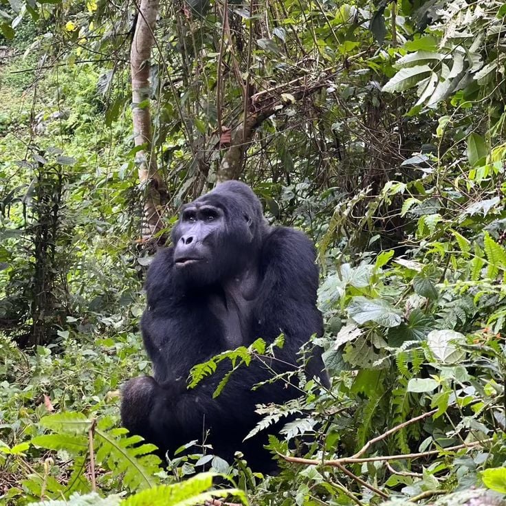 3-Day Gorilla Trek in Bwindi from Kigali, photo 4