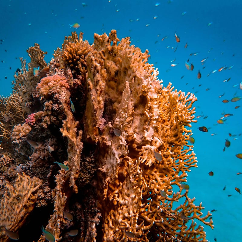 Snorkelling at Tumbatu Island from Nungwi, photo 2