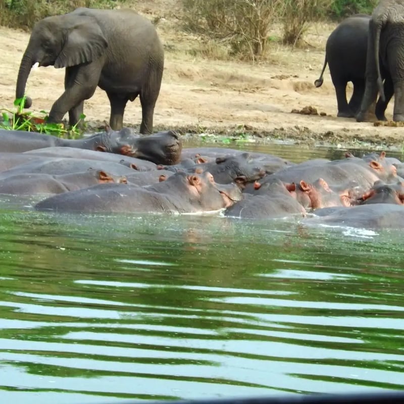 10 Day Luxury Primates Safari in Uganda, photo 4