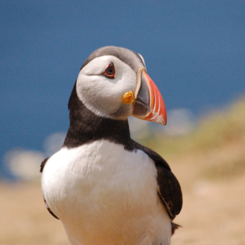 Skomer and Shearwater Boat Trip in Pembrokeshire, photo 2