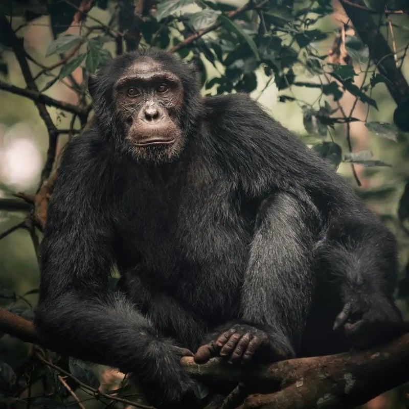 12 Day Luxury Gorilla Safari in Uganda, photo 5