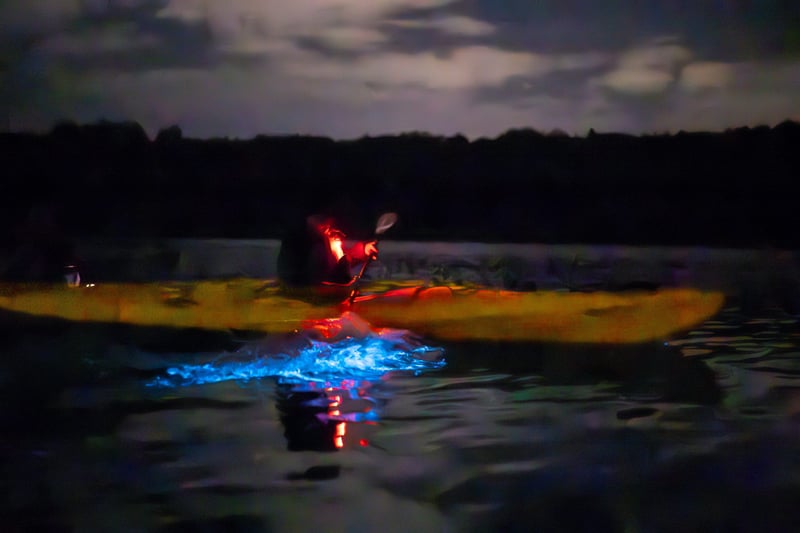 Waiake Bioluminescence Kayak Tour in Auckland, photo 5