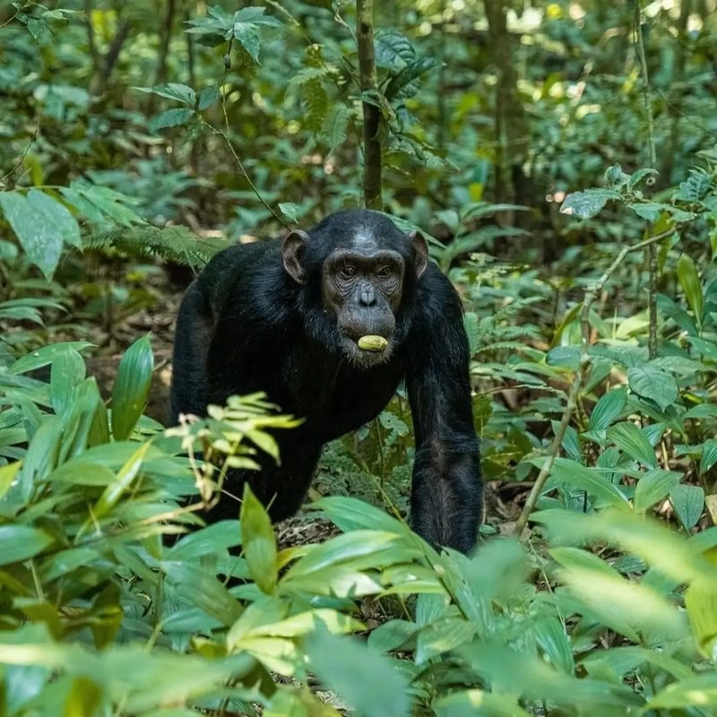 6-Day Primate Trekking Safari in Rwanda, foto 5
