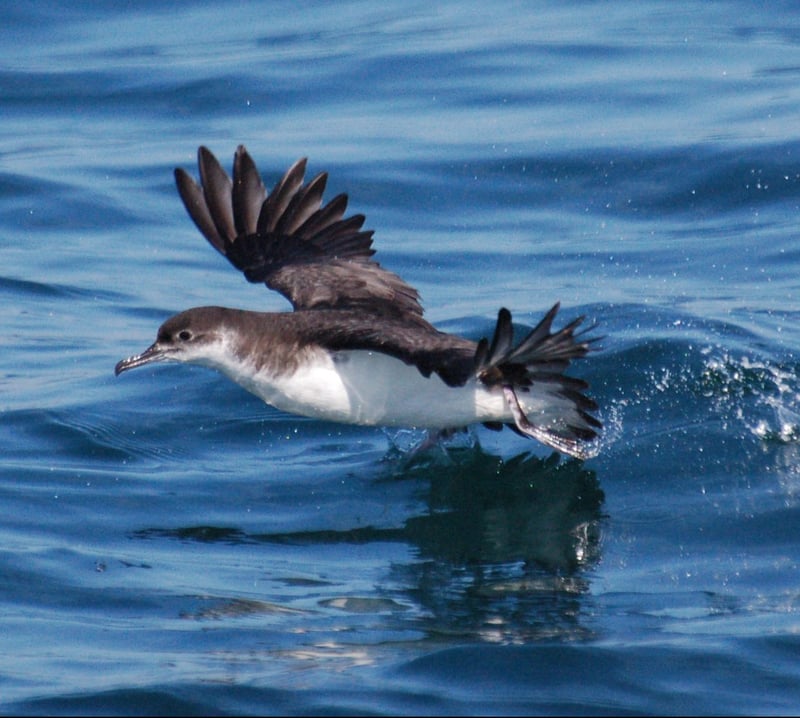 Sunset Shearwater Boat Trip in Pembrokeshire, photo 2