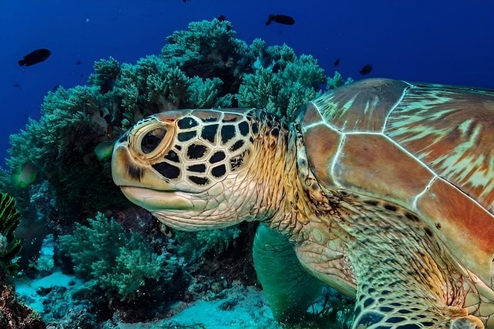 Private Dolphin Watching and Snorkelling in Panglao, photo 3