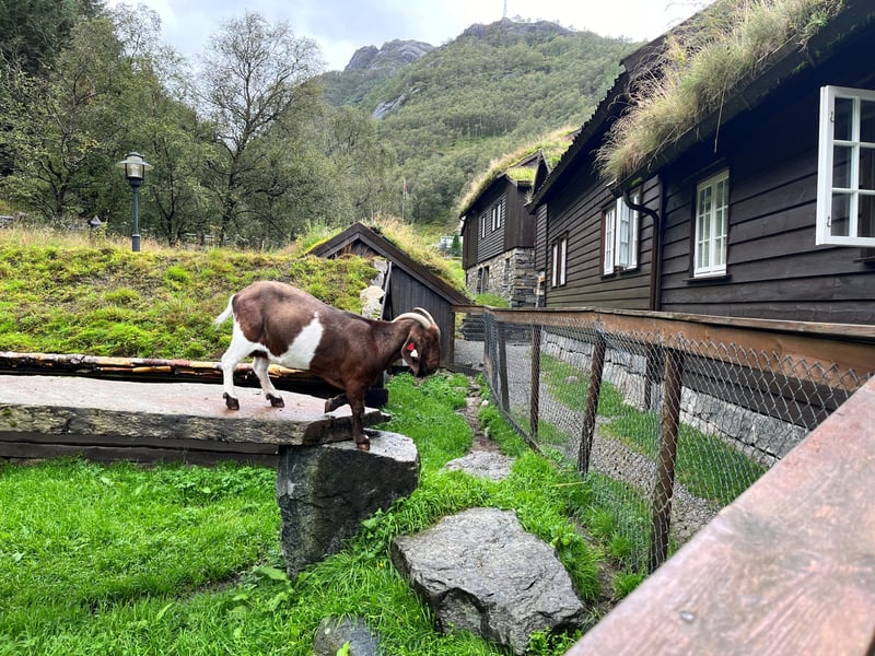 Stavanger Nature Culture and Food Day Tour, photo 3
