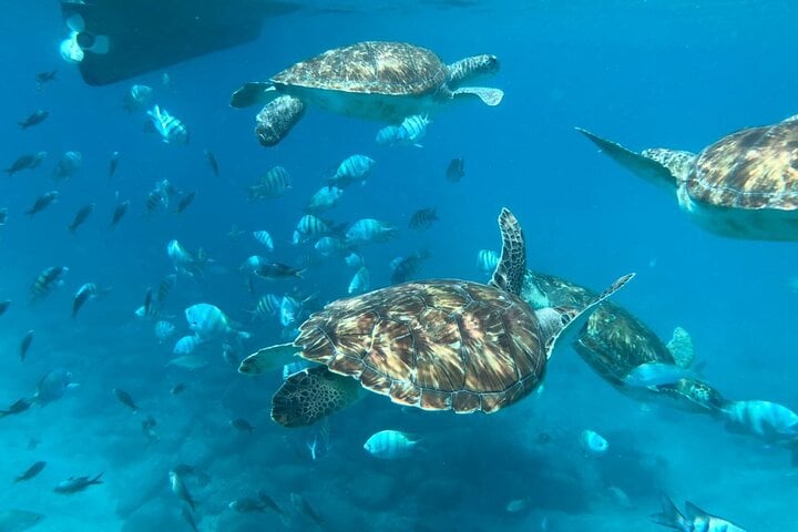 Morning Sea Turtle Snorkel in Sao Vicente, photo 3