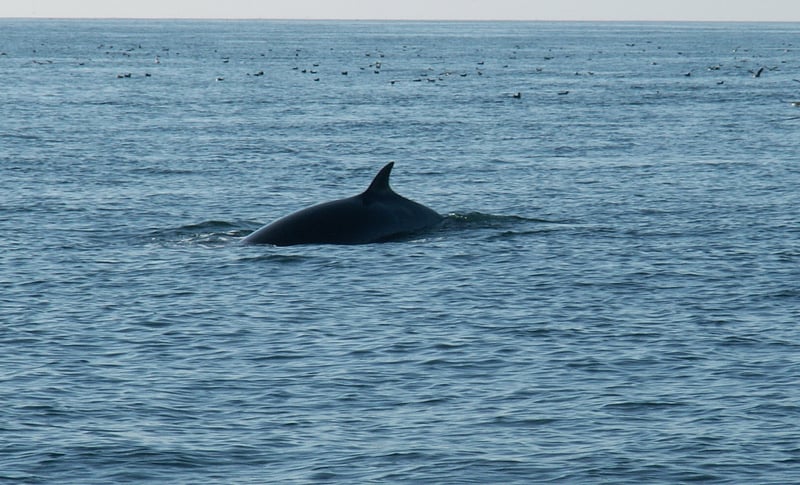 Grassholm and Celtic Deep Boat Trip in Pembrokeshire, photo 3