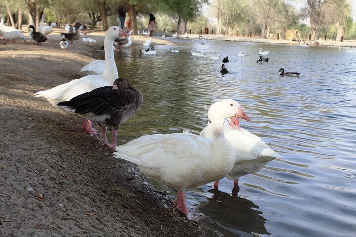 Private 4×4 Wildlife Drive in Dubai, photo 3