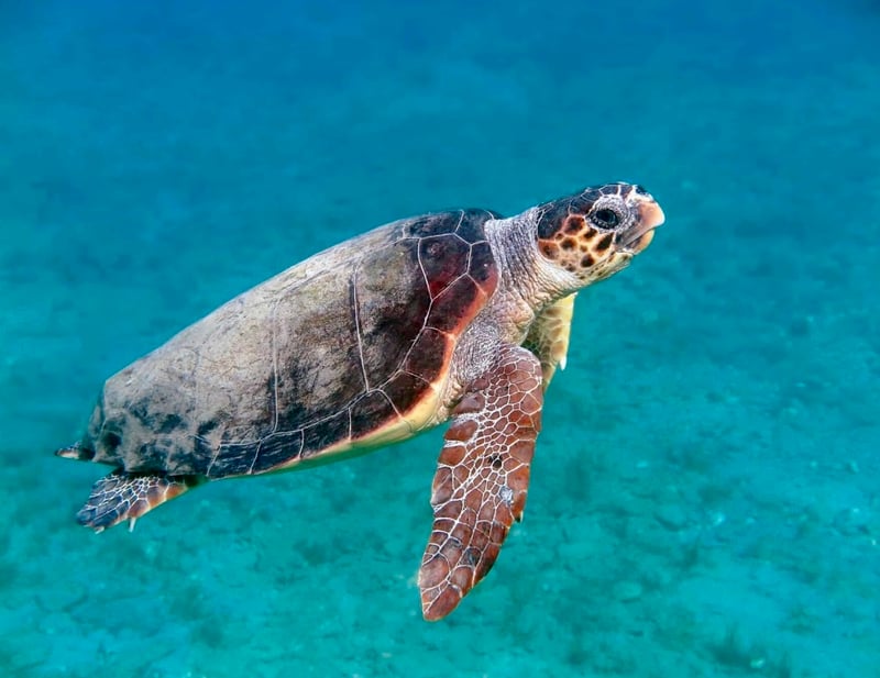 Swim with Turtles in Akumal & 3 Hidden Jungle Cenotes with Lunch, photo 2