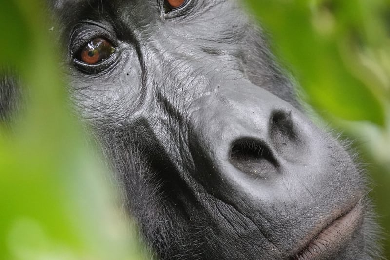 Hiking Gorilla Trek in Bwindi Impenetrable Forest, photo 2