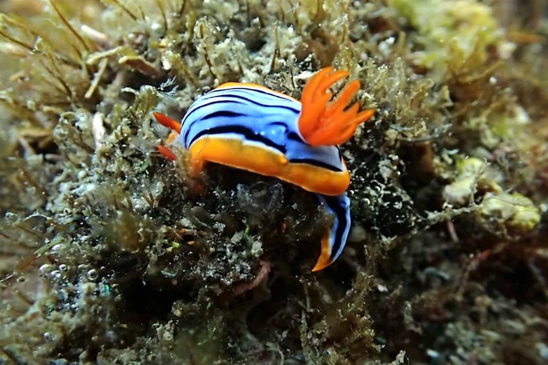 Chole Island Tour and Sandbank Snorkel in Mafia Island, photo 4
