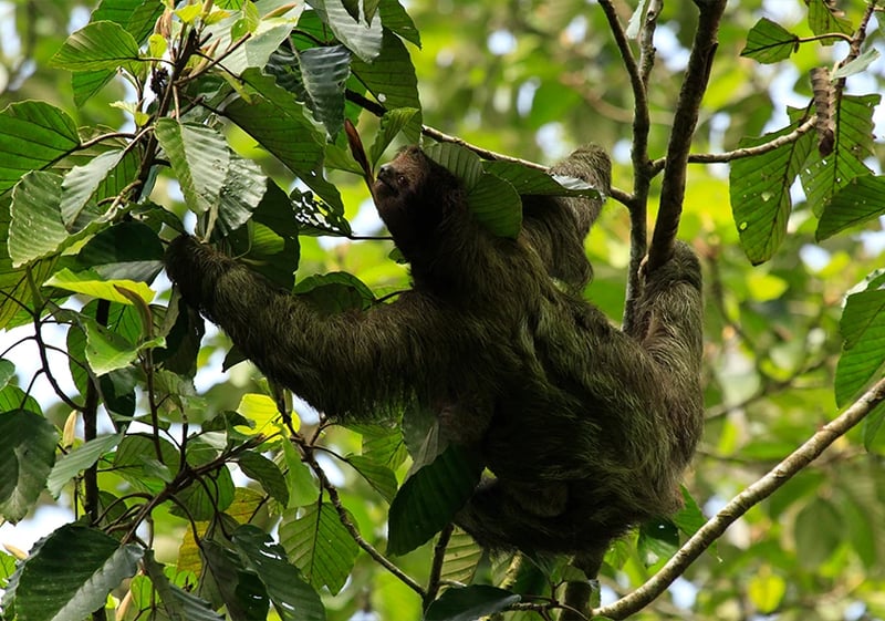 Guided Sloth Watching Walk in La Fortuna, photo 2