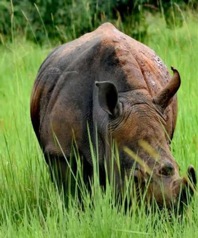6-Day Primate Trekking Safari in Rwanda, photo 2