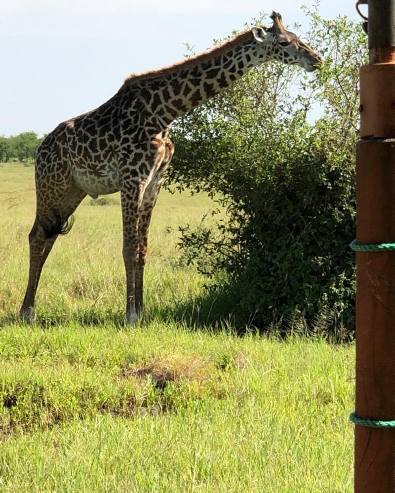 Mikumi Day Trip from Zanzibar – Flight, Lunch & Transfers Included, photo 2