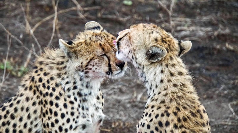 Mikumi Day Trip from Zanzibar – Flight, Lunch & Transfers Included, photo 3