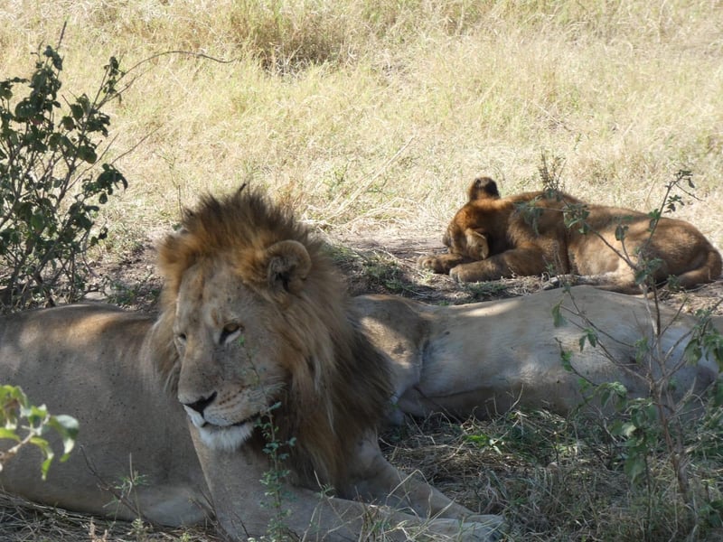 Mikumi Day Trip from Zanzibar – Flight, Lunch & Transfers Included, photo 4