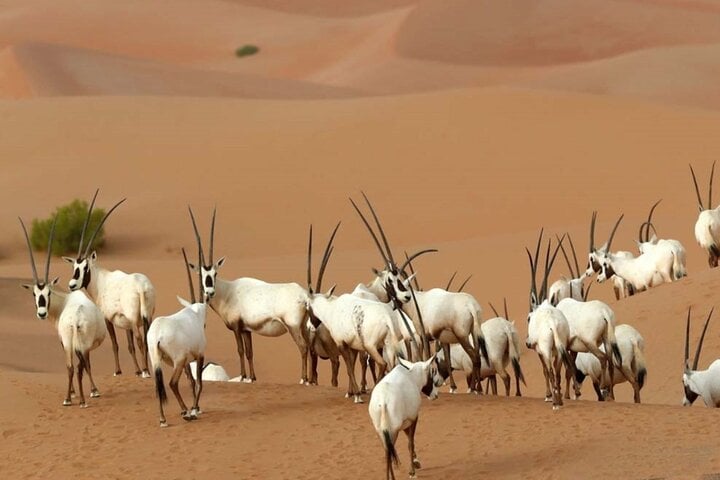 Private 4×4 Wildlife Drive in Dubai, photo 2