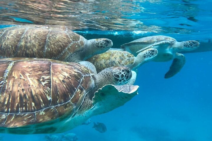 Morning Sea Turtle Snorkel in Sao Vicente, photo 2