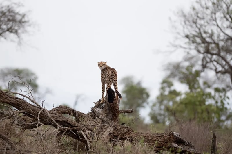 6 Day Safari to Kidepo Valley in Uganda, photo 5
